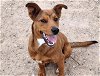 adoptable Dog in , NM named ROARY