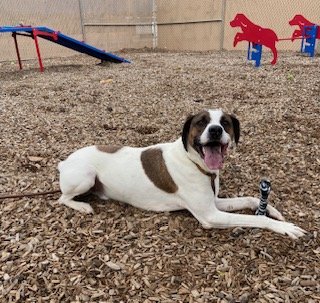 adoptable Dog in Albuquerque, NM named ROLLO