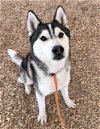 adoptable Dog in , NM named POLO