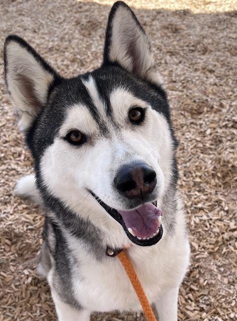 adoptable Dog in Albuquerque, NM named POLO