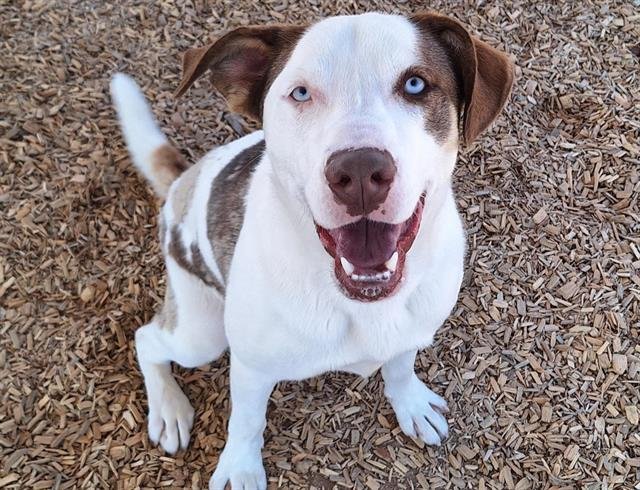 adoptable Dog in Albuquerque, NM named MARLO