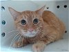 adoptable Cat in , NM named RALPH