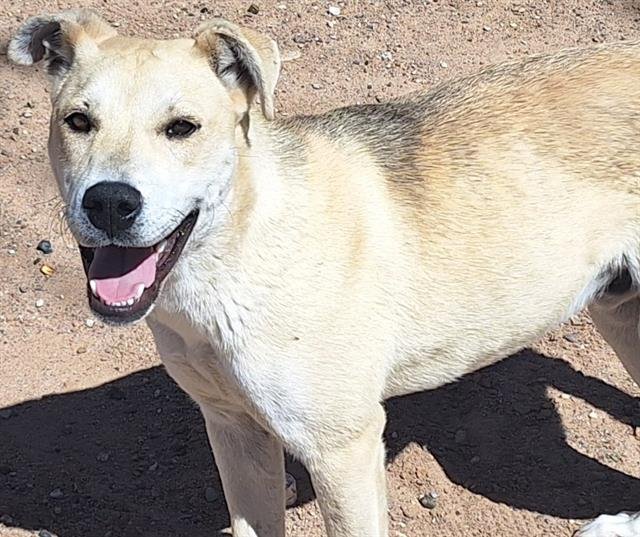 adoptable Dog in Albuquerque, NM named SAGE