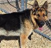 adoptable Dog in , NM named SOURCE