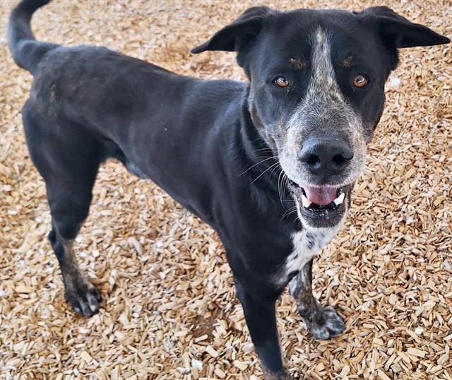 adoptable Dog in Albuquerque, NM named KINGSTON