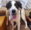 adoptable Dog in , NM named SPOT