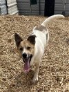 adoptable Dog in  named JOEY