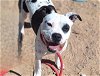 adoptable Dog in , NM named TURTLE