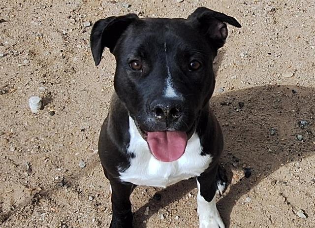 adoptable Dog in Albuquerque, NM named ROSIE