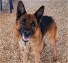 adoptable Dog in , NM named SCOUT