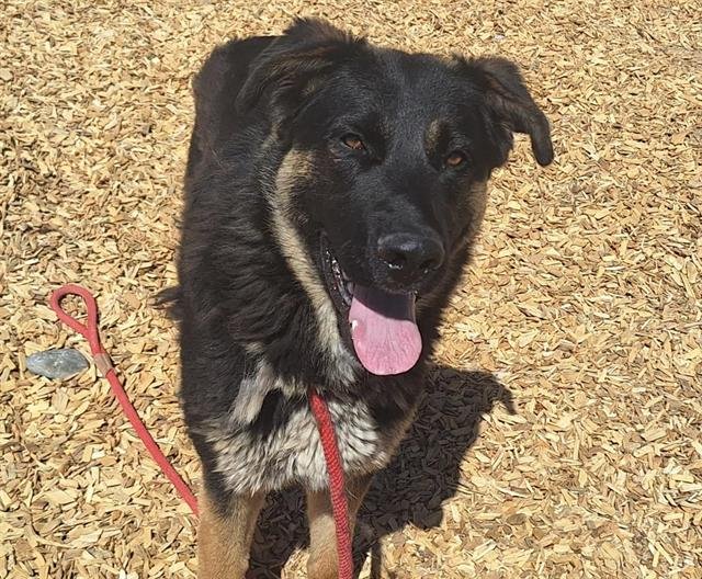 adoptable Dog in Albuquerque, NM named CAPTAIN