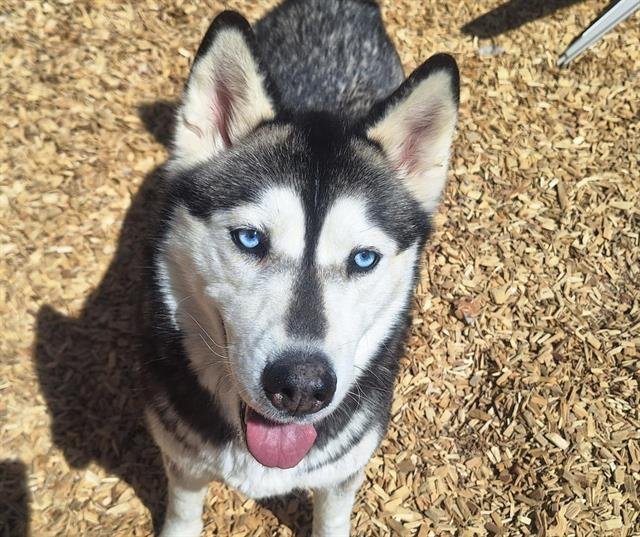 adoptable Dog in Albuquerque, NM named CARDI