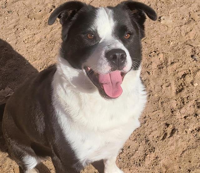 adoptable Dog in Albuquerque, NM named MAX
