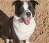 adoptable Dog in , NM named MAX