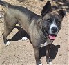 adoptable Dog in , NM named MAX
