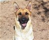 adoptable Dog in albuquerque, NM named CRASH