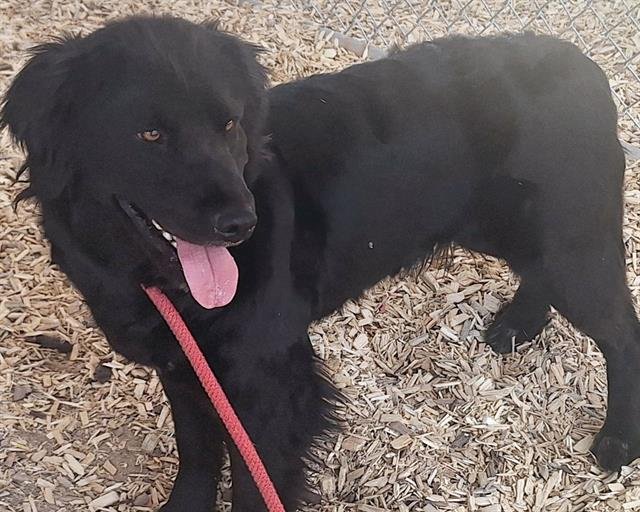 adoptable Dog in Albuquerque, NM named PELUSA