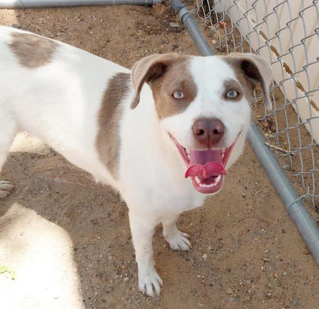 adoptable Dog in Albuquerque, NM named CIAO