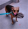adoptable Dog in , NM named TINY