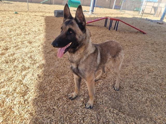 adoptable Dog in Albuquerque, NM named WINSLOW