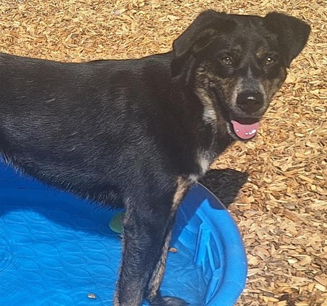 adoptable Dog in Albuquerque, NM named BIA