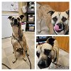 adoptable Dog in , NM named PUDDING