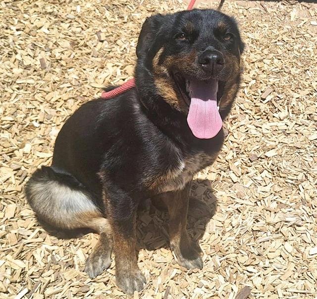 adoptable Dog in Albuquerque, NM named LUIS