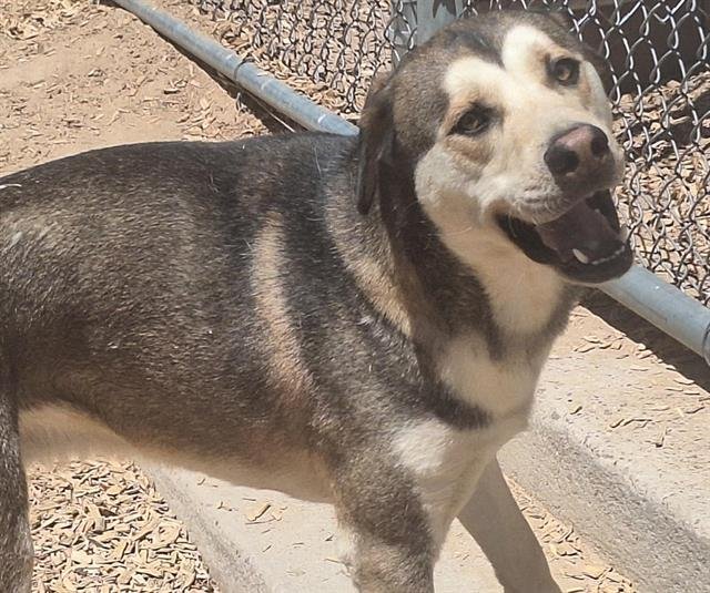 adoptable Dog in Albuquerque, NM named APOLLO