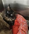 adoptable Cat in , NM named TOPSY