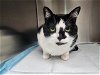 adoptable Cat in , NM named SYLVESTER