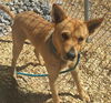 adoptable Dog in albuquerque, NM named PROMETHEUS