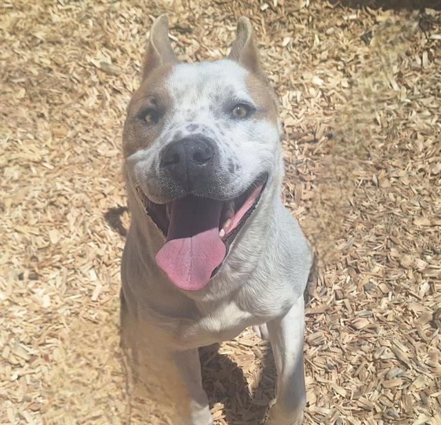 adoptable Dog in Albuquerque, NM named PATRICK