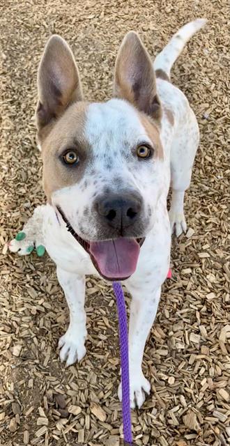 adoptable Dog in Albuquerque, NM named PATRICK