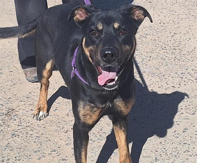 adoptable Dog in Albuquerque, NM named CUDDLE BUG