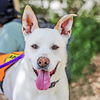 adoptable Dog in Albuquerque, NM named SELENA