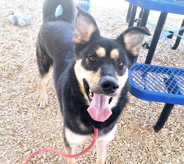 adoptable Dog in Albuquerque, NM named NOVA