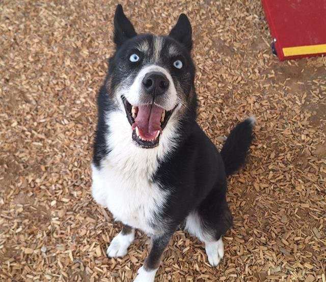 adoptable Dog in Albuquerque, NM named BUBBA