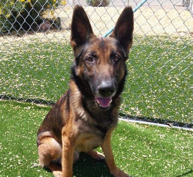 adoptable Dog in Albuquerque, NM named ANDRE