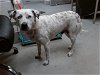 adoptable Dog in , NM named BUBBLE