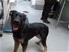 adoptable Dog in , NM named ROSCO