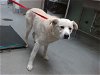 adoptable Dog in , NM named RICHARD
