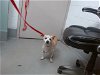 adoptable Dog in , NM named BUDDIE