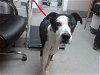 adoptable Dog in , NM named RICKY