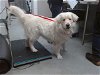 adoptable Dog in albuquerque, NM named POTATO