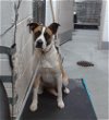 adoptable Dog in , NM named REYNA