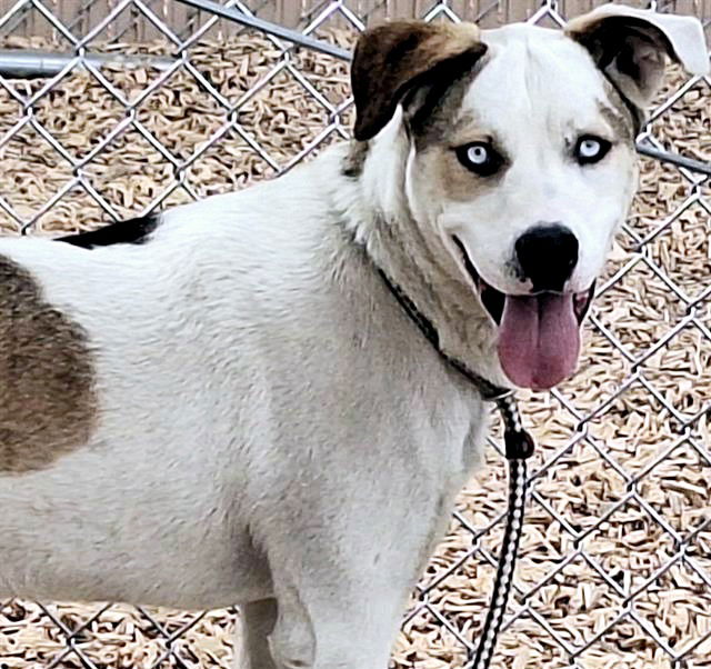 adoptable Dog in Albuquerque, NM named GUERRA