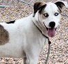 adoptable Dog in Albuquerque, NM named GUERRA