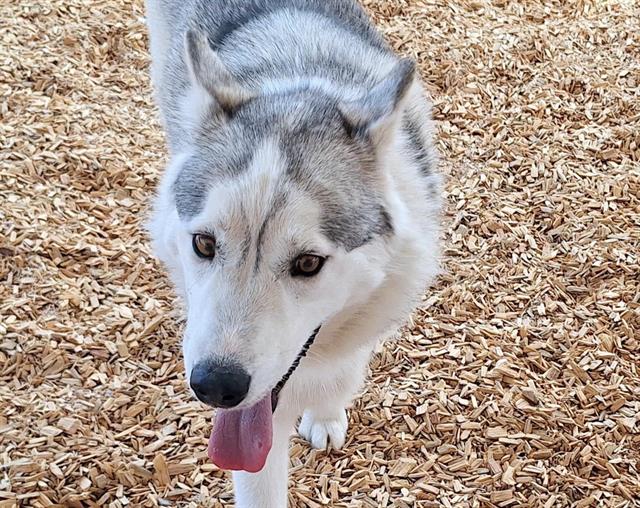 adoptable Dog in Albuquerque, NM named FOWLER