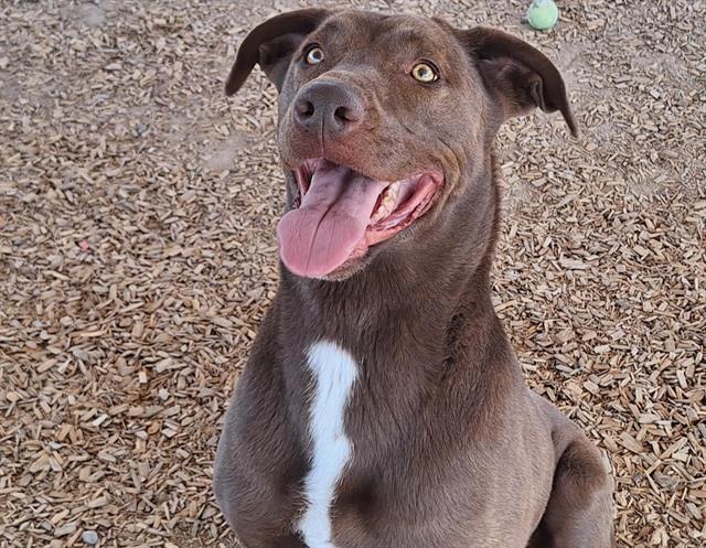 adoptable Dog in Albuquerque, NM named LOLA