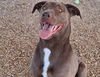 adoptable Dog in , NM named LOLA